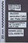 Etiketten zu Silesis semirufus (NHMW-ZOO-COL-0008776)